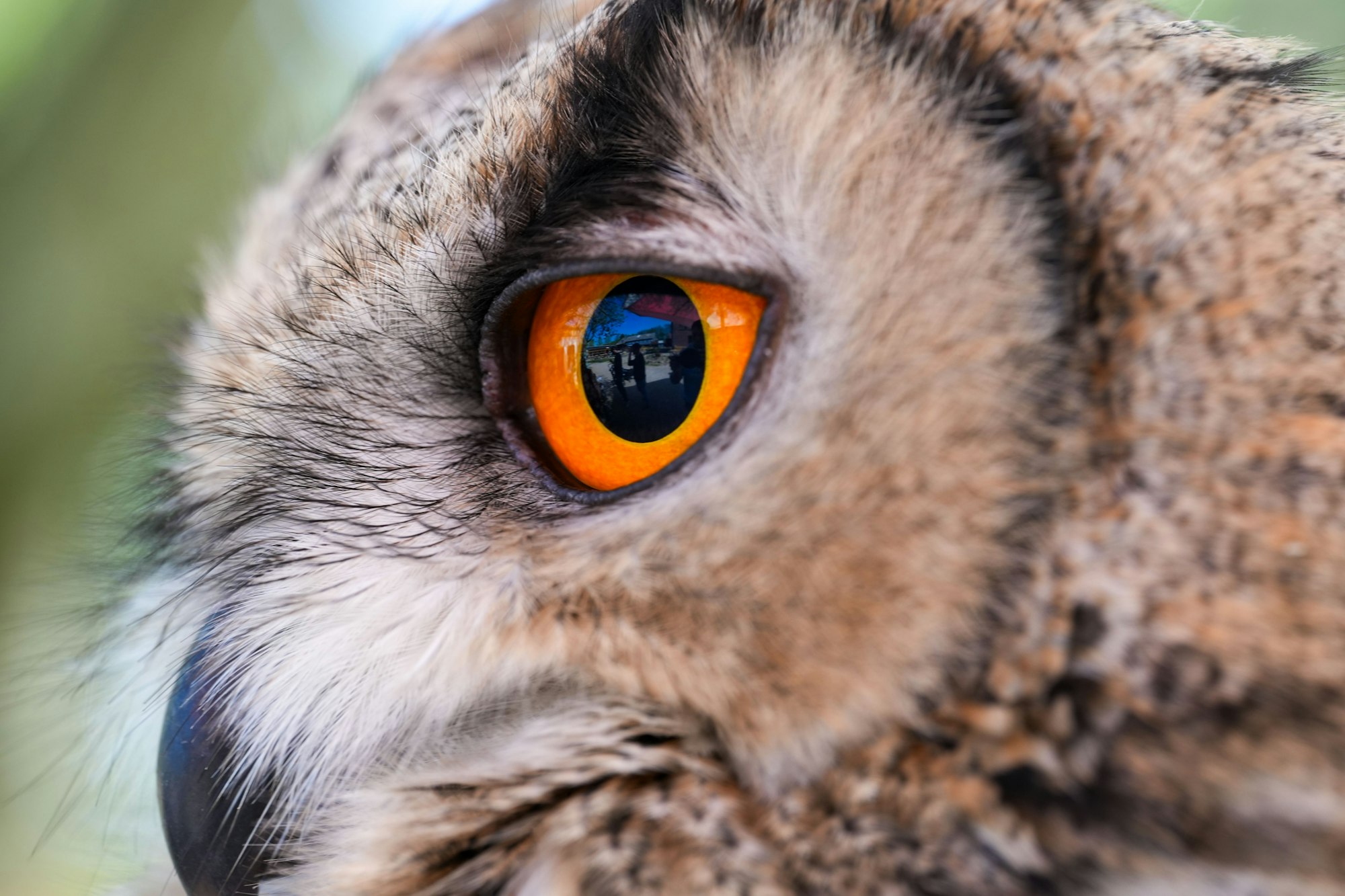 Closeup shot of the orange eye of an owl