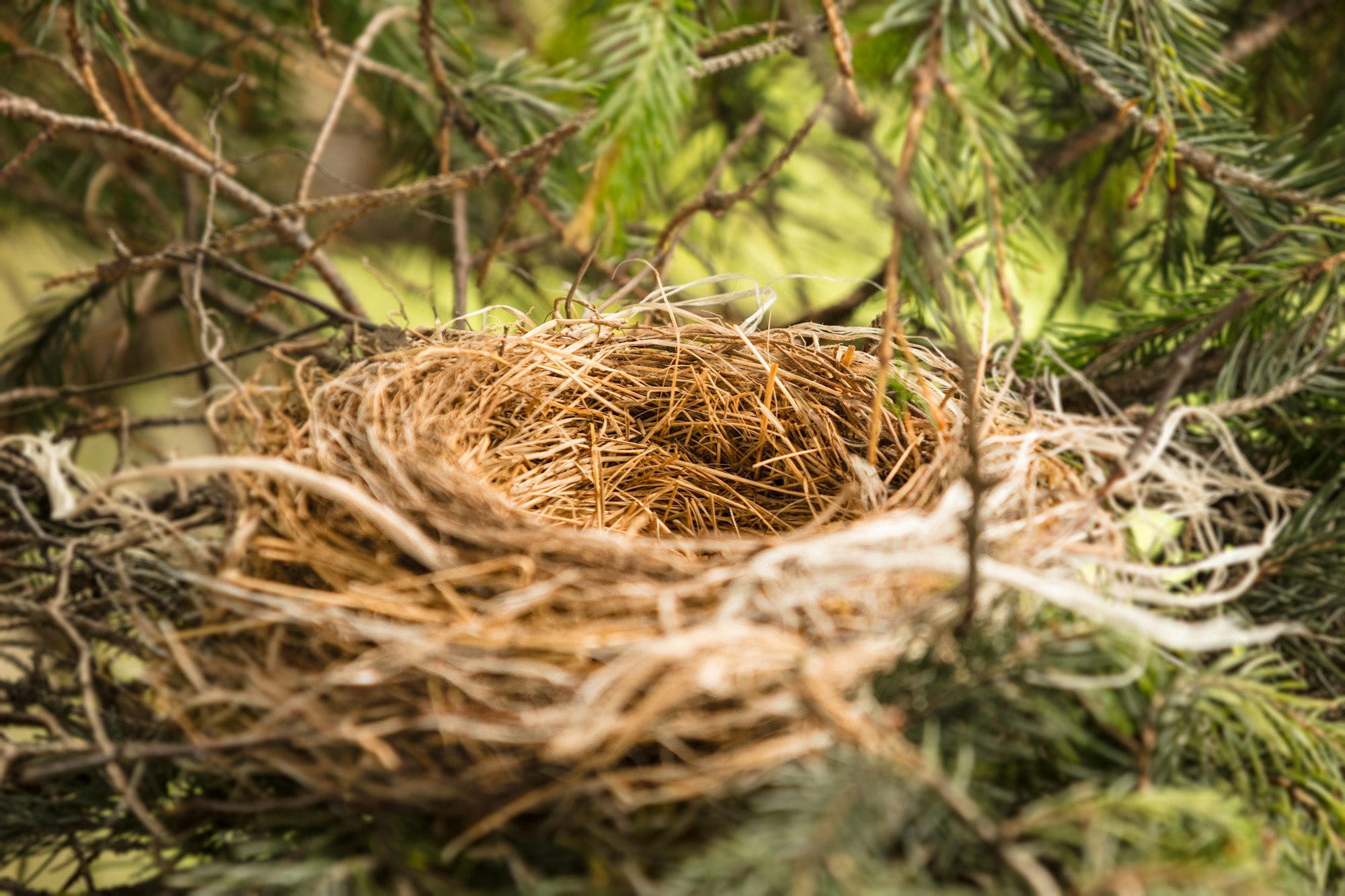 Nest birds, birds nest